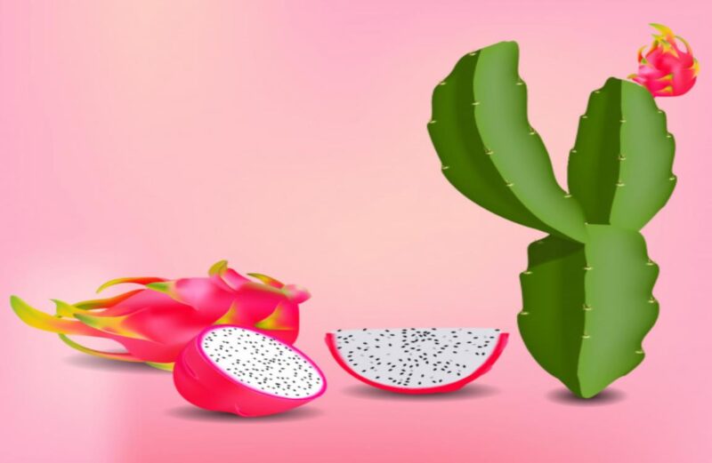 Esqueje de Pitahaya